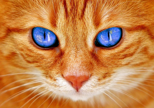 猫の眼。（猫のことわざ）